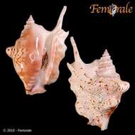 Image of Sinustrombus Bandel 2007