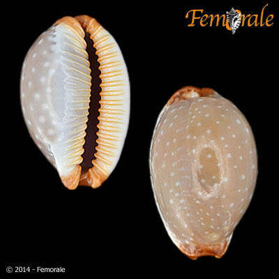 Слика од Staphylaea limacina (Lamarck 1810)