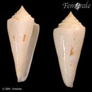 Image of Conasprella Thiele 1929