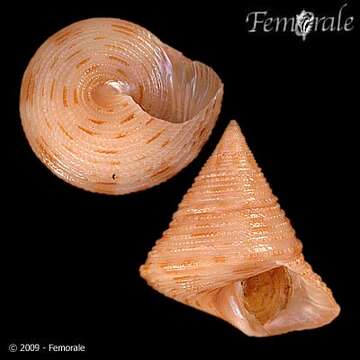 Calliostomatidae Thiele 1924的圖片