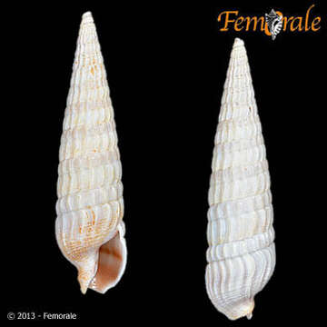 Image de <i>Terebra plicata</i>