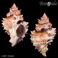 صورة Phyllonotus Swainson 1833