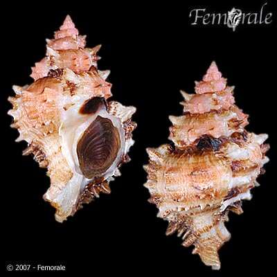 صورة Phyllonotus Swainson 1833