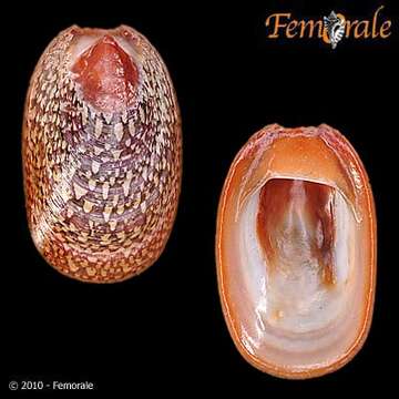 Image of Septaria Férussac 1807