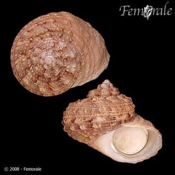 Image of turban snail