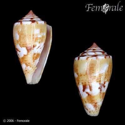 Image of Conus ziczac Megerle von Mühlfeld 1816