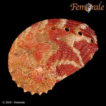 Image of Haliotoidea Rafinesque 1815