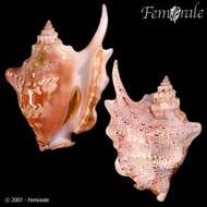 Image of Sinustrombus Bandel 2007