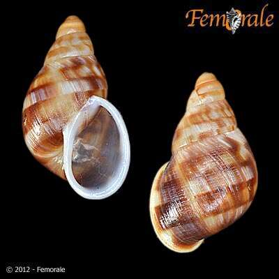 صورة Strophocheilidae