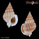 صورة Nassarius tritoniformis (Kiener 1841)