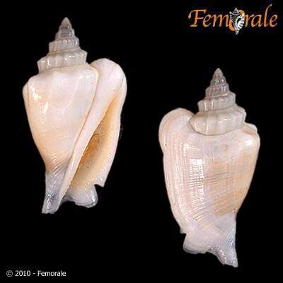 Image of <i>Strombus urceus incisus</i> (Wood 1828)