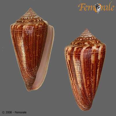 Image of <i>Conus furvus albicans</i> Sowerby 1857