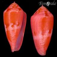 Image of Conus corallinus Kiener 1847