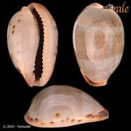 صورة <i>Cypraea xanthodon</i> Sowerby 1832