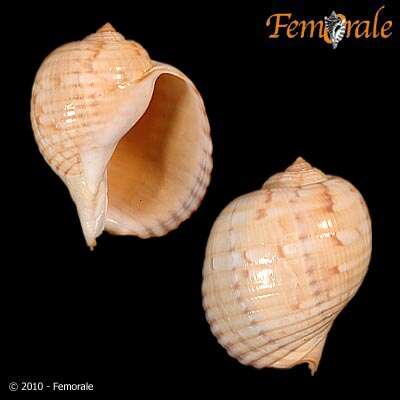 Image of tun shells