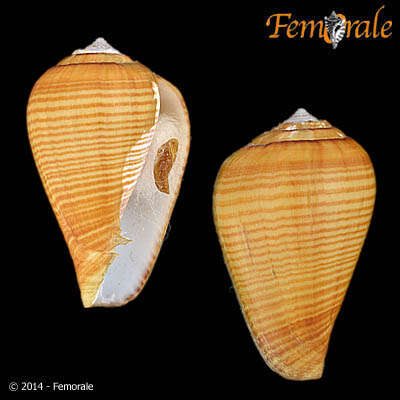 صورة Conus fuscolineatus G. B. Sowerby Iii 1905