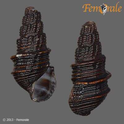 Image of Hemisinidae