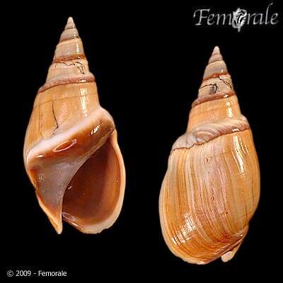 Image of nassa mud snails