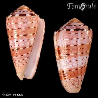 Image of cone snails