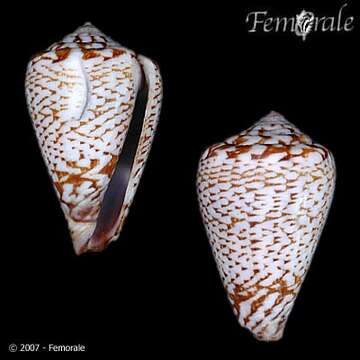 Image of Conus damottai Trovão 1979