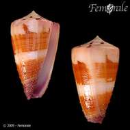 Image of cone snails