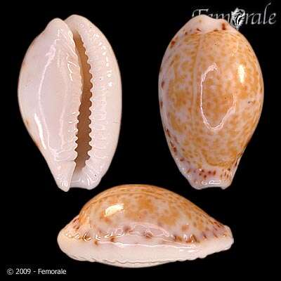 صورة Cypraea acicularis sanctahelenae Schilder 1930