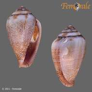 Image of cone snails