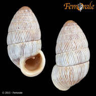 Image of Cerionidae