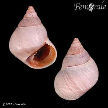 Image of Mangrove periwinkles