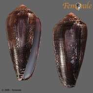 Image of cone snails