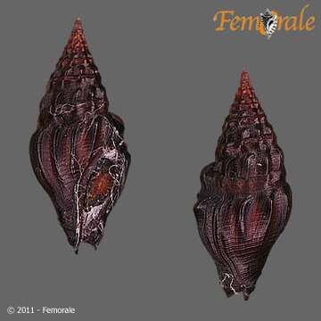 Image of Pseudomelatomidae J. P. E. Morrison 1966