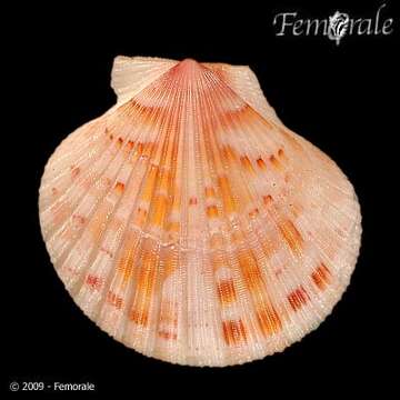 Слика од Aequipecten commutatus (Monterosato 1875)