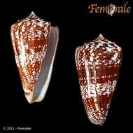 Conus amadis Gmelin 1791的圖片