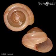 Image of black-faced snails