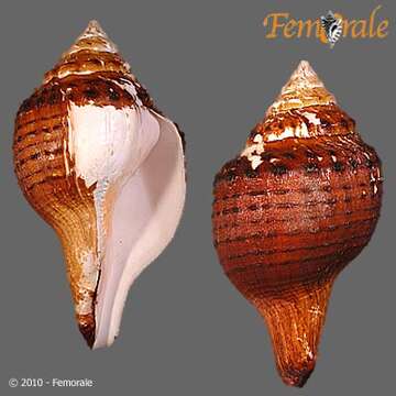 Image of Turbinellidae Swainson 1835