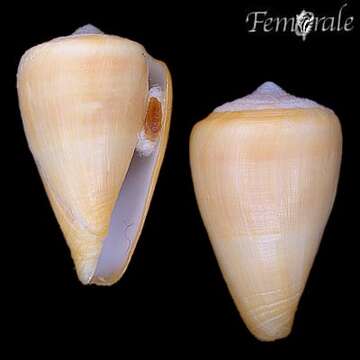 Conus josephinae Rolán 1980的圖片