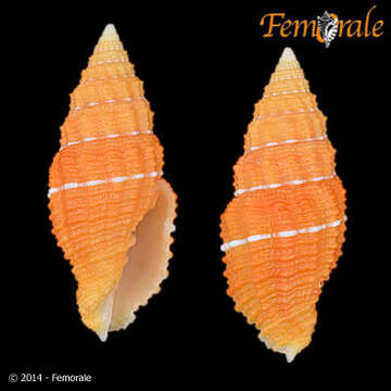 Image of Turbinelloidea Rafinesque 1815