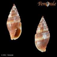 Слика од Turbinelloidea Rafinesque 1815