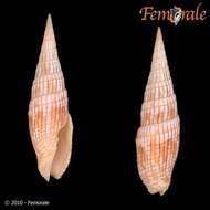 Image of Turbinelloidea Rafinesque 1815