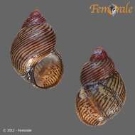 Image of pheasant shells