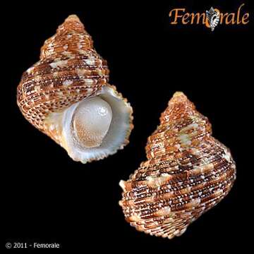 Image of turban snail