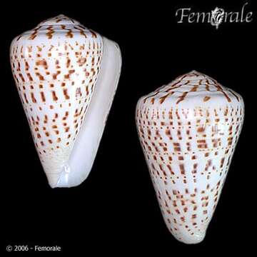 Image of Conus byssinus (Röding 1798)