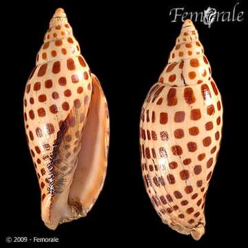 صورة Scaphella Swainson 1832