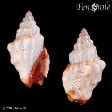 Image of <i>Strombus haemastoma</i> Sowerby 1842