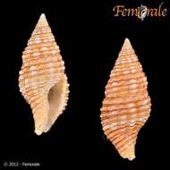 <i>Prodotia</i> cf. <i>gracilis</i> (Reeve 1846) resmi