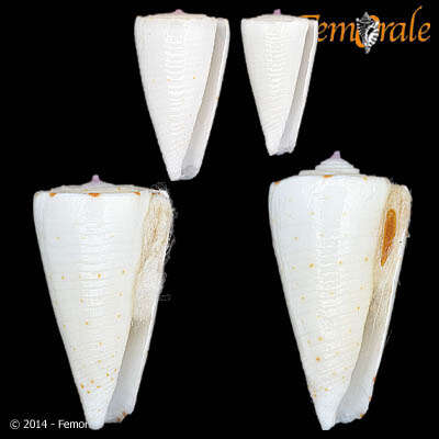 Image of cone snails