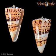 Image of cone snails