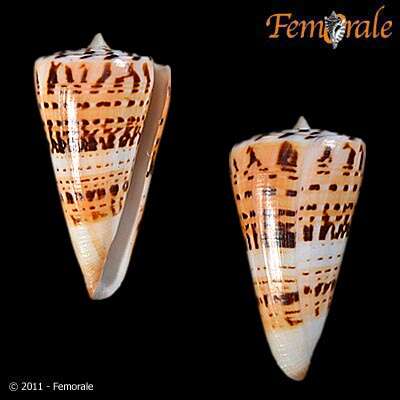 Image of cone snails