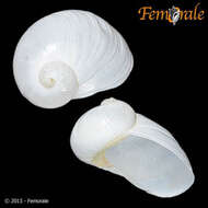 Image of velutinid sea snails