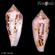 صورة Conus legatus Lamarck 1810